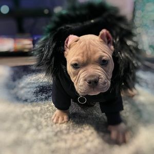 Meet your Posher, Perry